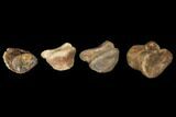 Composite Ceratopsian Toe - Alberta (Disposition #-) #129392-2